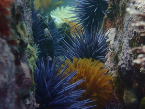 Purple sea urchins