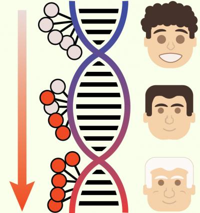 DNA methylation is a core molecular aging process