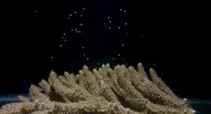 Coral spawning