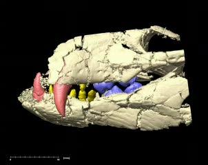 Animation of <I>Pakasuchus</I> Teeth and Jaw Motion