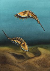 Discovery of the first ancestors of scorpions, spiders and horseshoe crabs