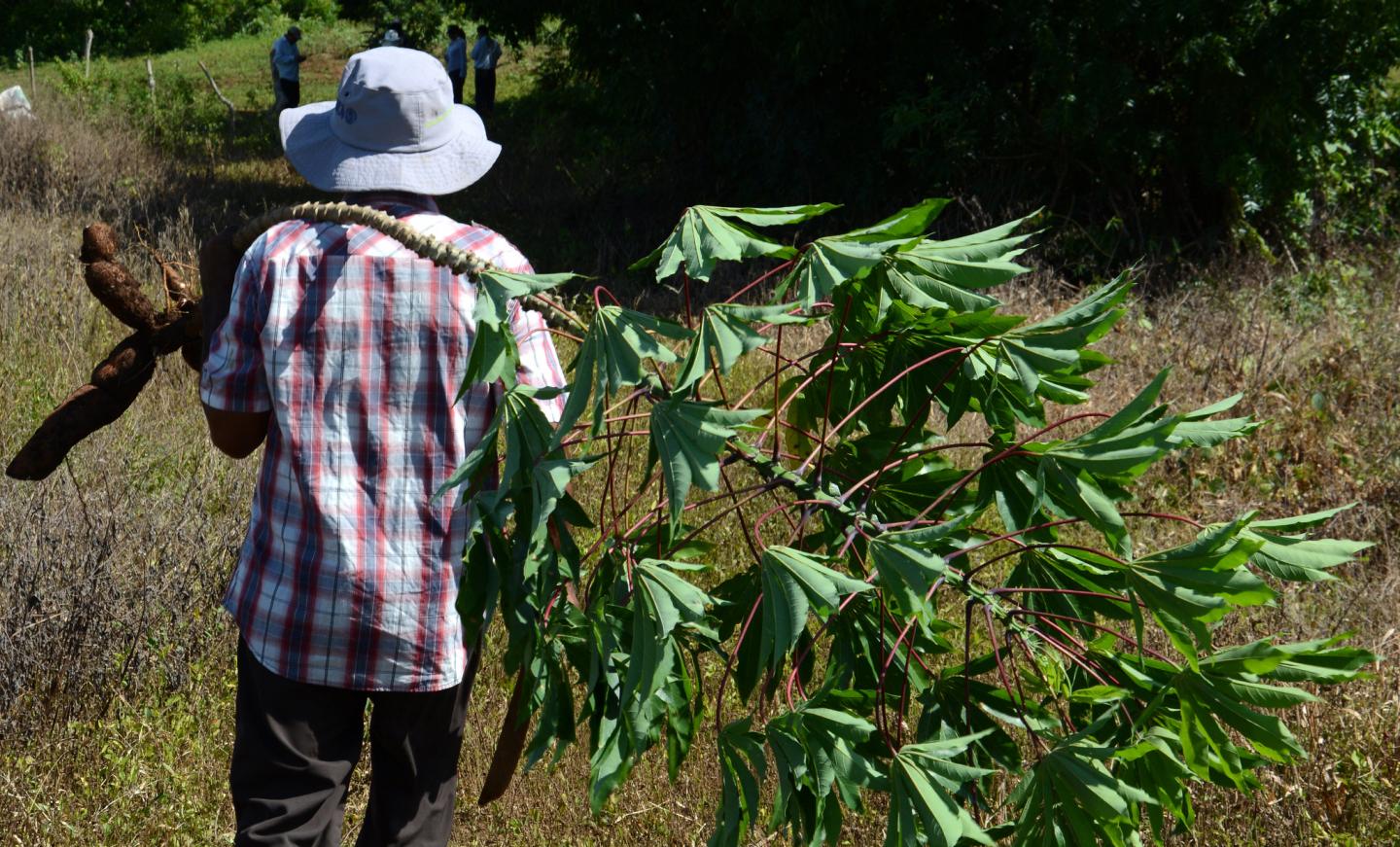 cassava farmer