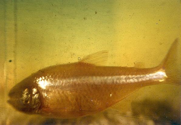 Tetra Fish