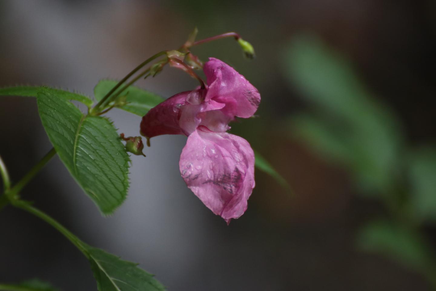 Himalayan balsam