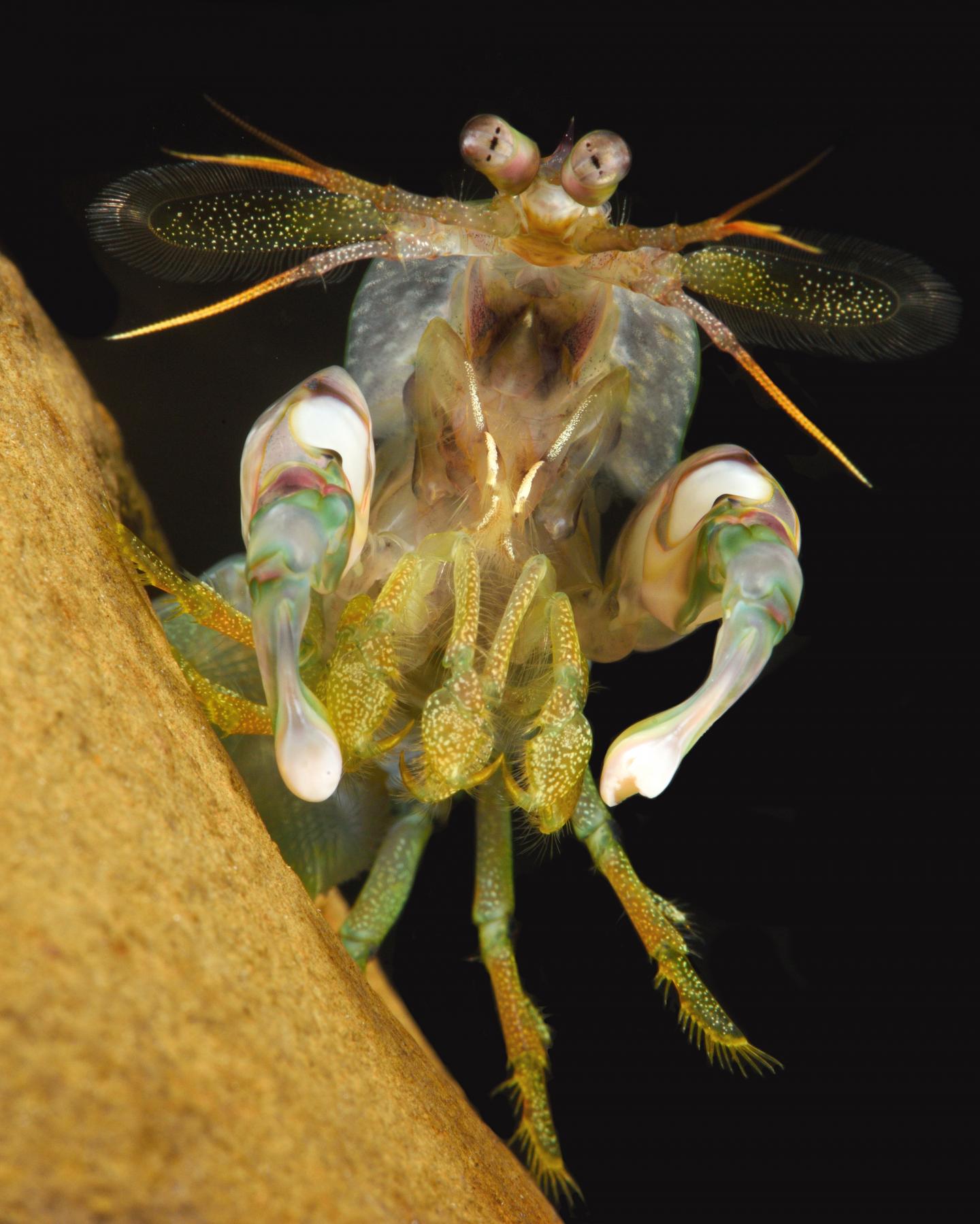 A 'meral spread' display that mantis shrimp commonly use during contests