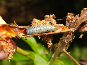 Hypsipyla grandella larvae.