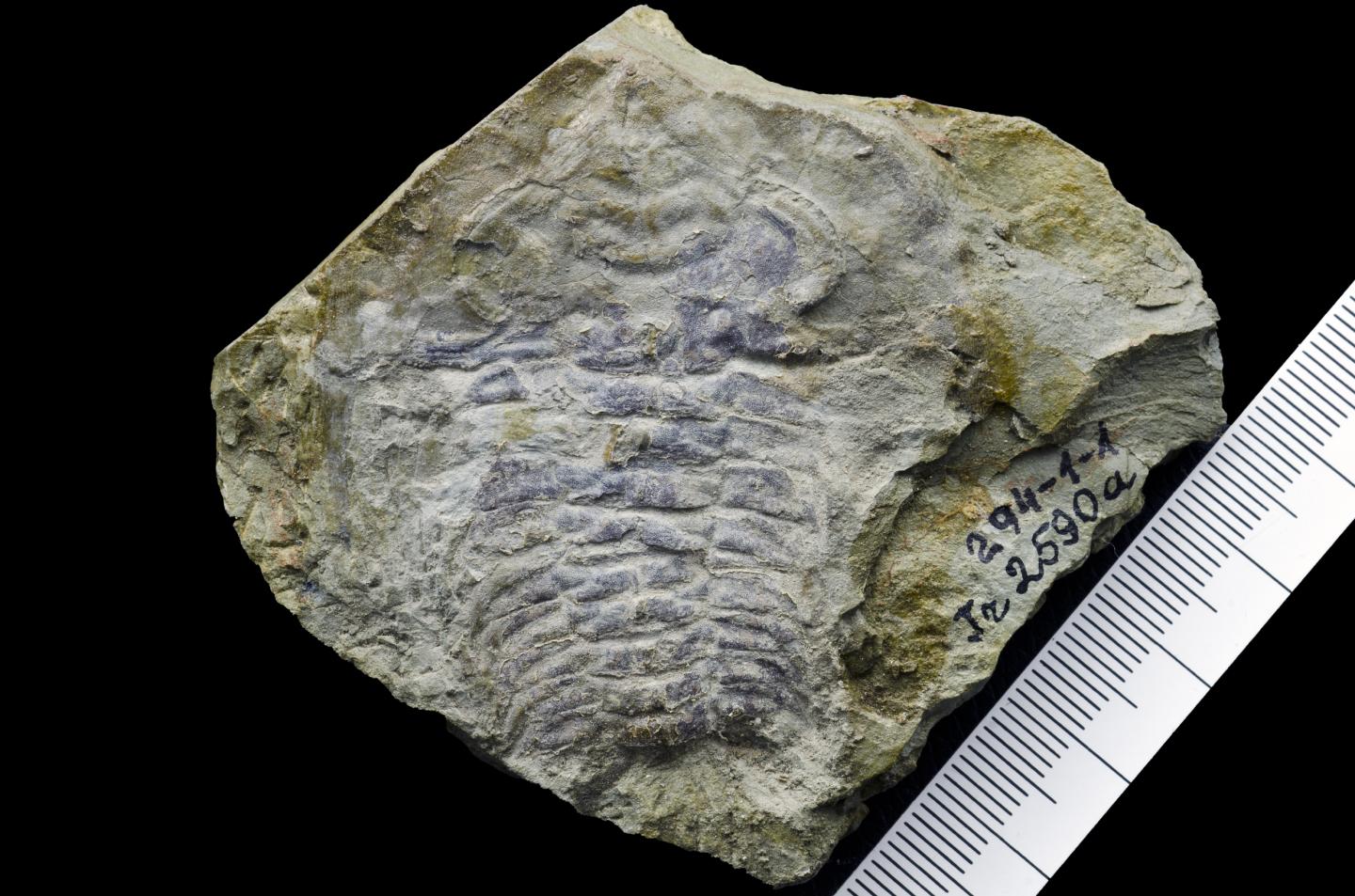 Trilobite Fossil