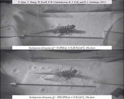 <em>Sceloporus olivaceus</em> in Test Bed