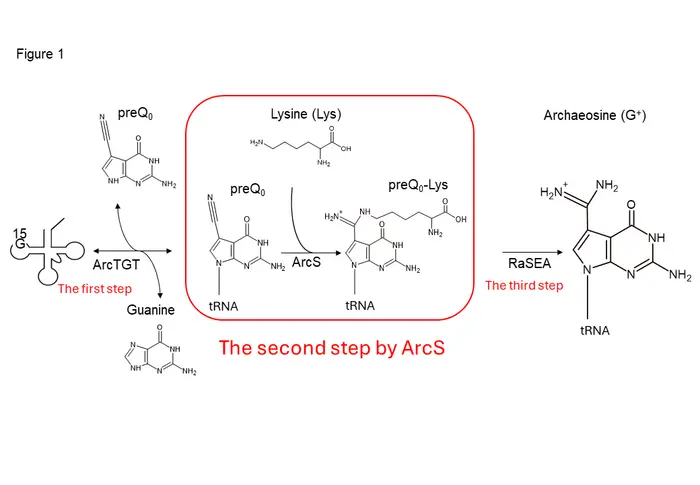 Figure1   Synthesis of archaeosine in tRNA