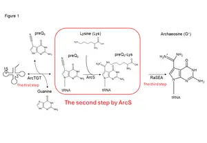 Figure1   Synthesis of archaeosine in tRNA