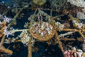 Healthy reef site