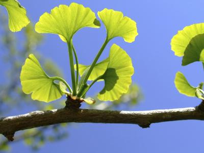 Ginkgo