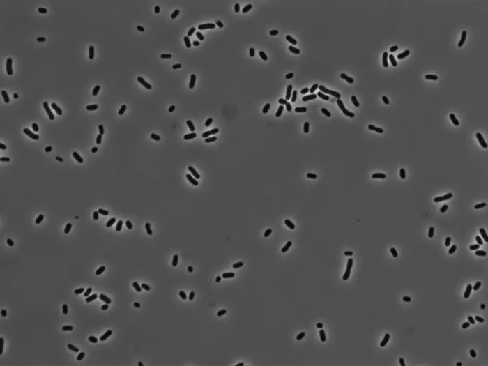 Oral Klebsiella pneumoniae