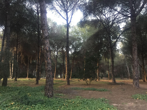 Pine forest Seville