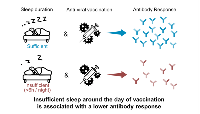 Insufficient sleep is associated with weaker antibody response to vaccination.
