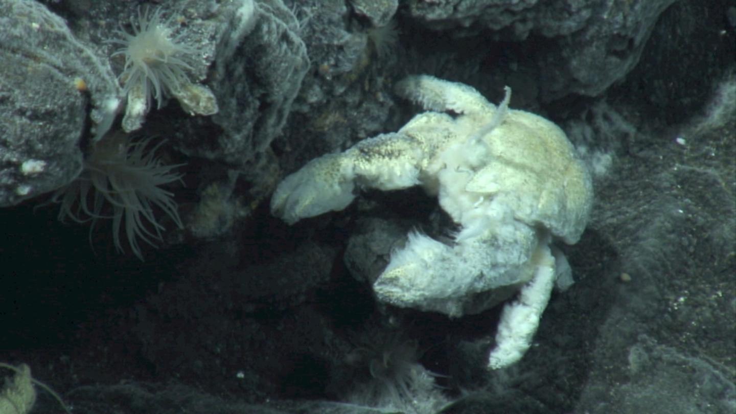 Male Yeti Crab