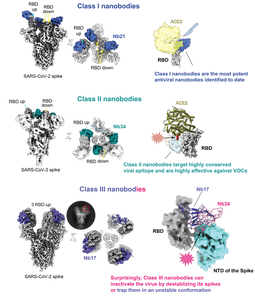 Three Classes of Nanobodies