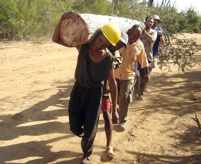 A Tree Cut from a Dry Forest in Madagascar to Measure Its Wood Density