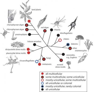 Representative Diverse Origins of Multicellularity