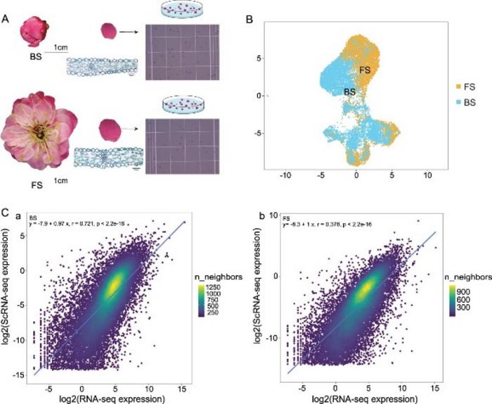 Isolation and analysis of single-cell transcriptomes from mei petals.