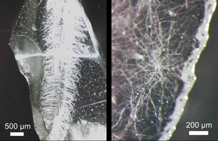 Glass structure of 3D vasculature from plants