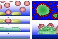 How Adhesion Forces May Drive the Merging and Rupture Events of Vesicles