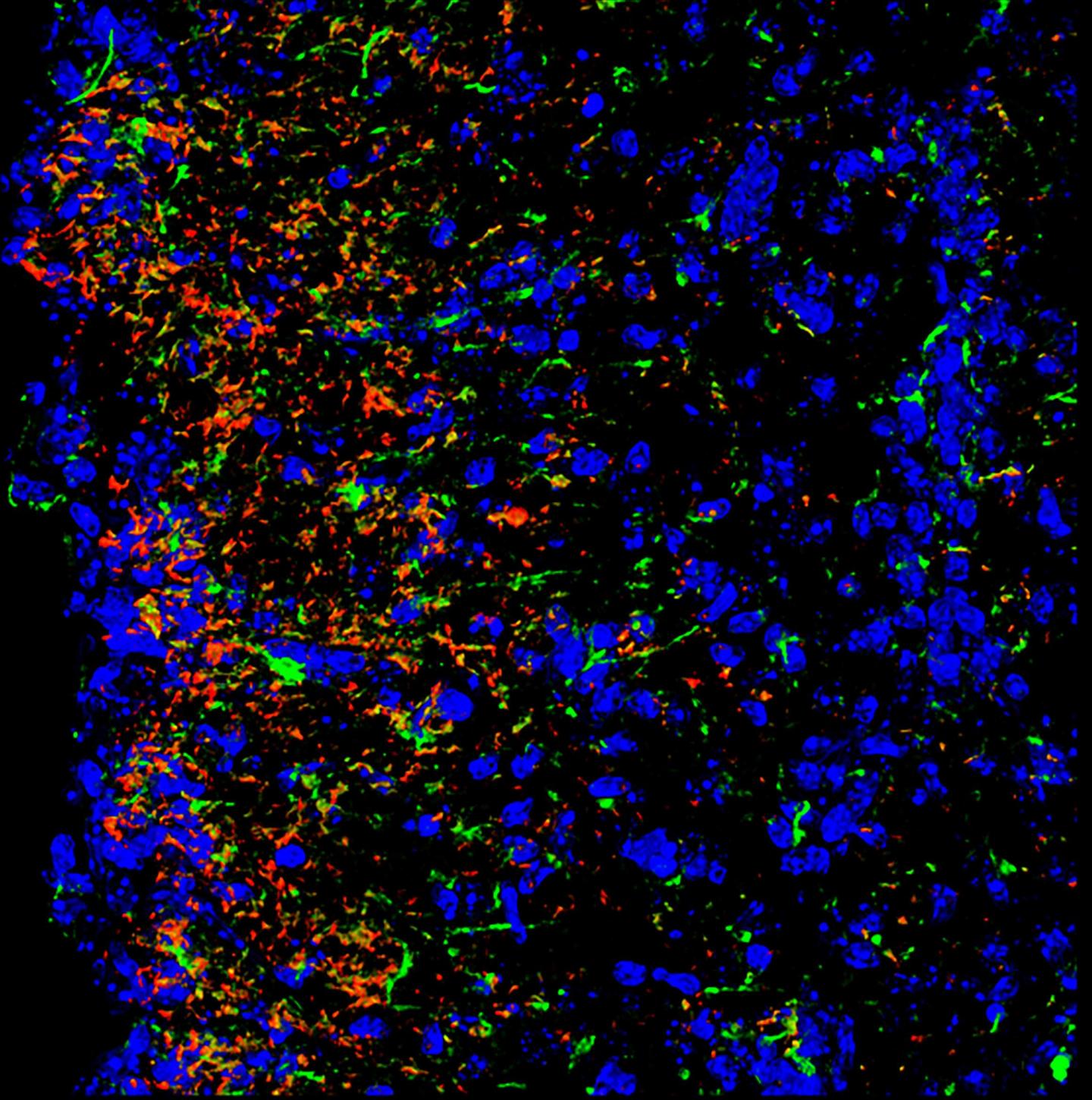 Scientists Develop New Mouse Model to Aid Zika Virus Research