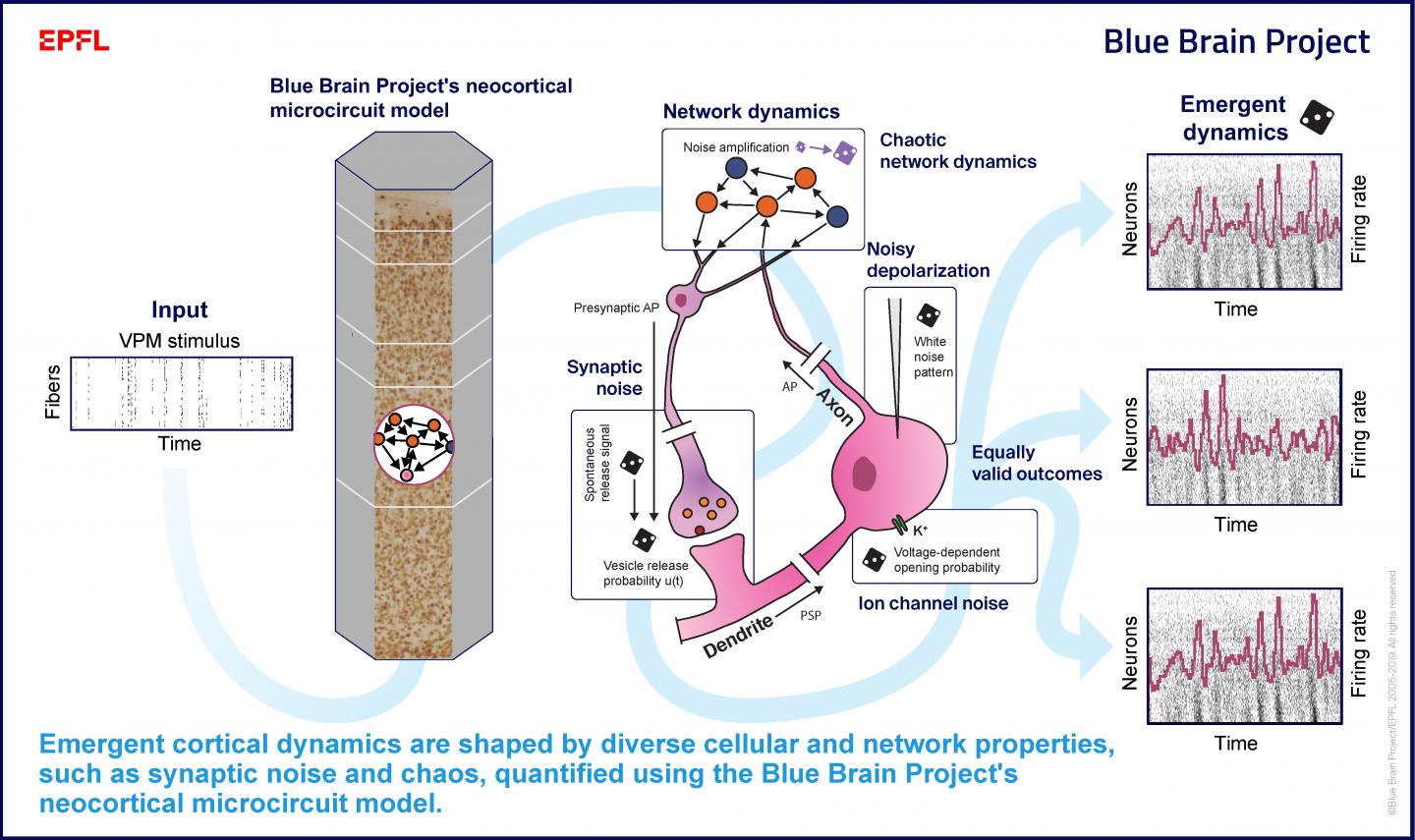 Infographic: How Neurons Find Order Amidst Chaos