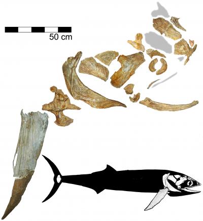 The Evolution of Filter Feeding, Before and After Whales (2 of 7)