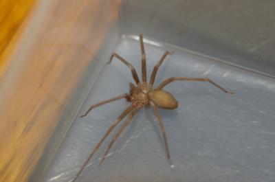 Toxic Brown Recluse Spider (1 of 2)