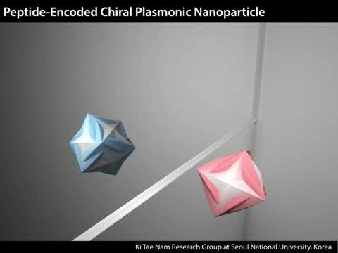 Peptide Induces Chirality Evolution in a Single Gold Nanoparticle
