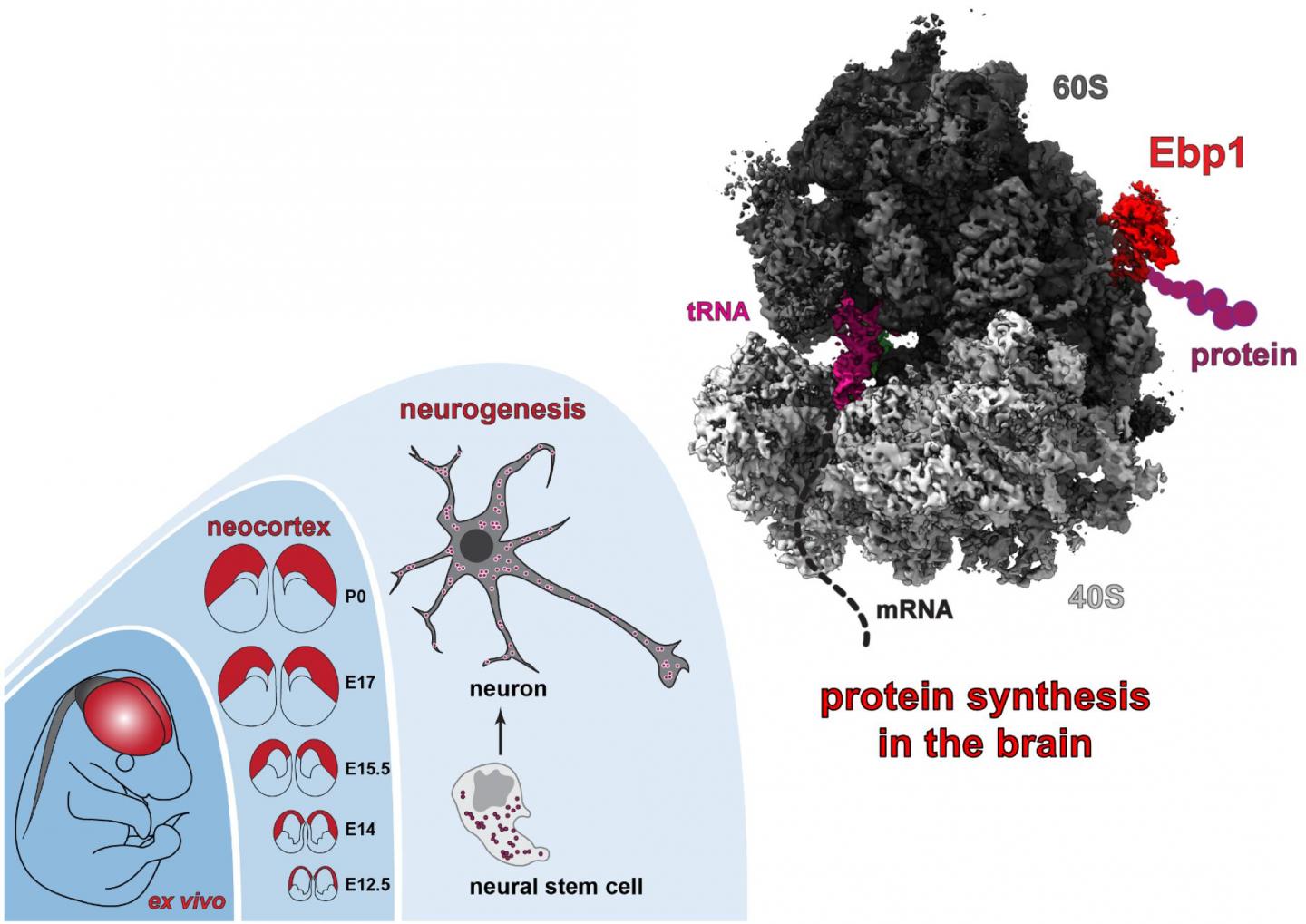 A snapshot of protein synthesis in action inside the developing brain.