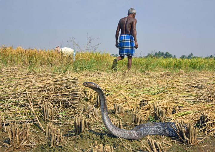 Indian cobra (Naja naja), which uses its venom in self-defence