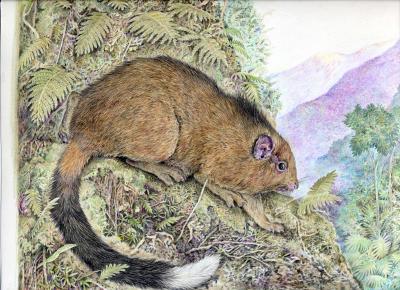 First Color Illustration of New Species