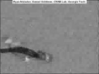 Sandfish X-Ray Imaging