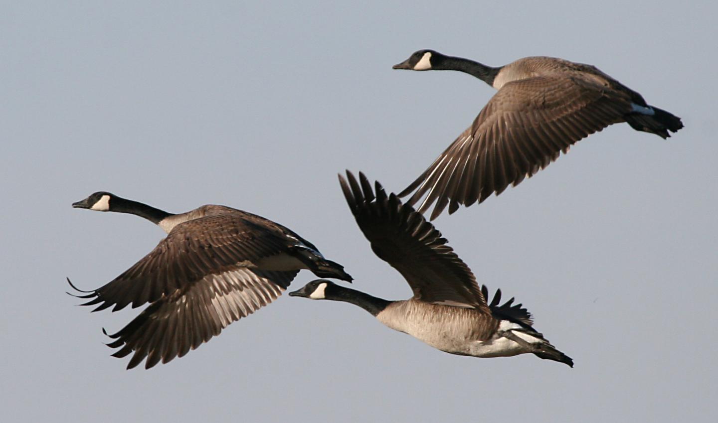 Canada goose, Migration, Habitat & Diet