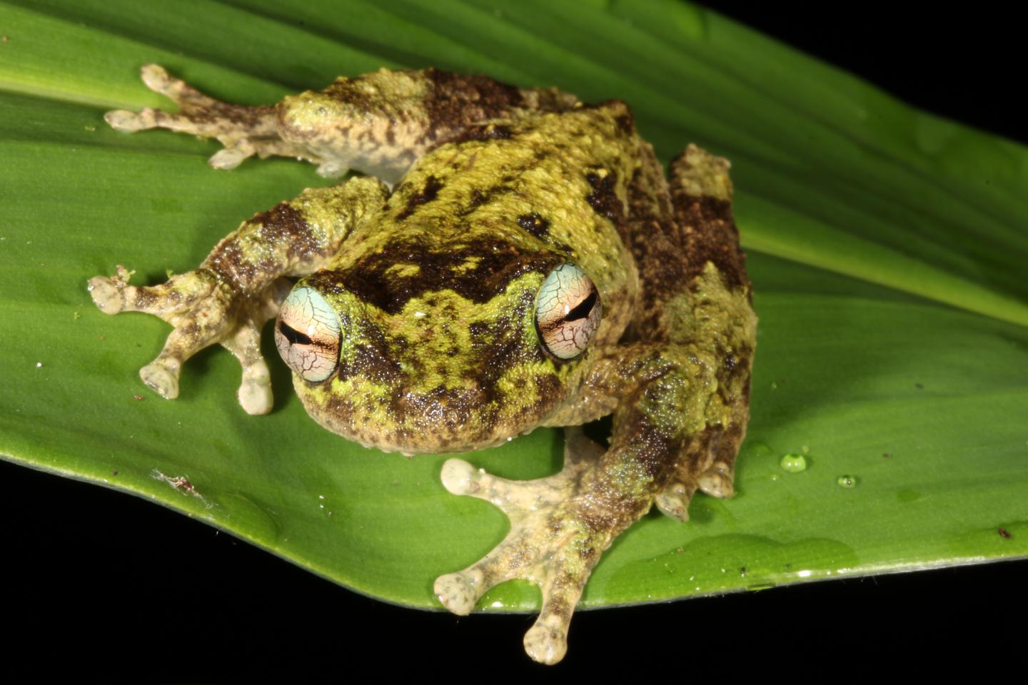 Green-Eyed Tree Frog