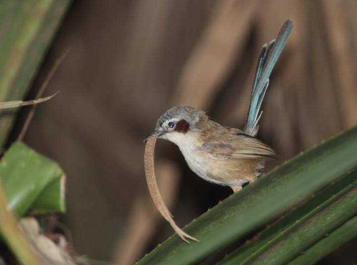 Female Birds Call the Shots in Divorce