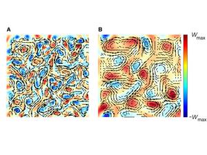 Computational modeling of bacteria