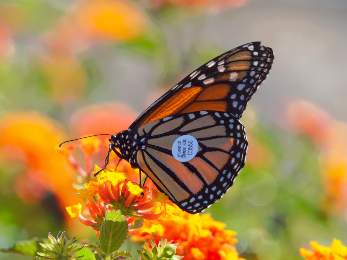 Monarch butterfly