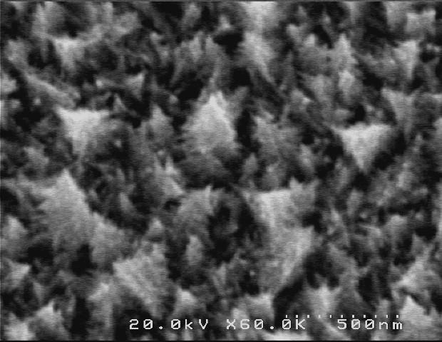 Figure 1: Unique Christmas-tree-shaped palladium nanostructures.