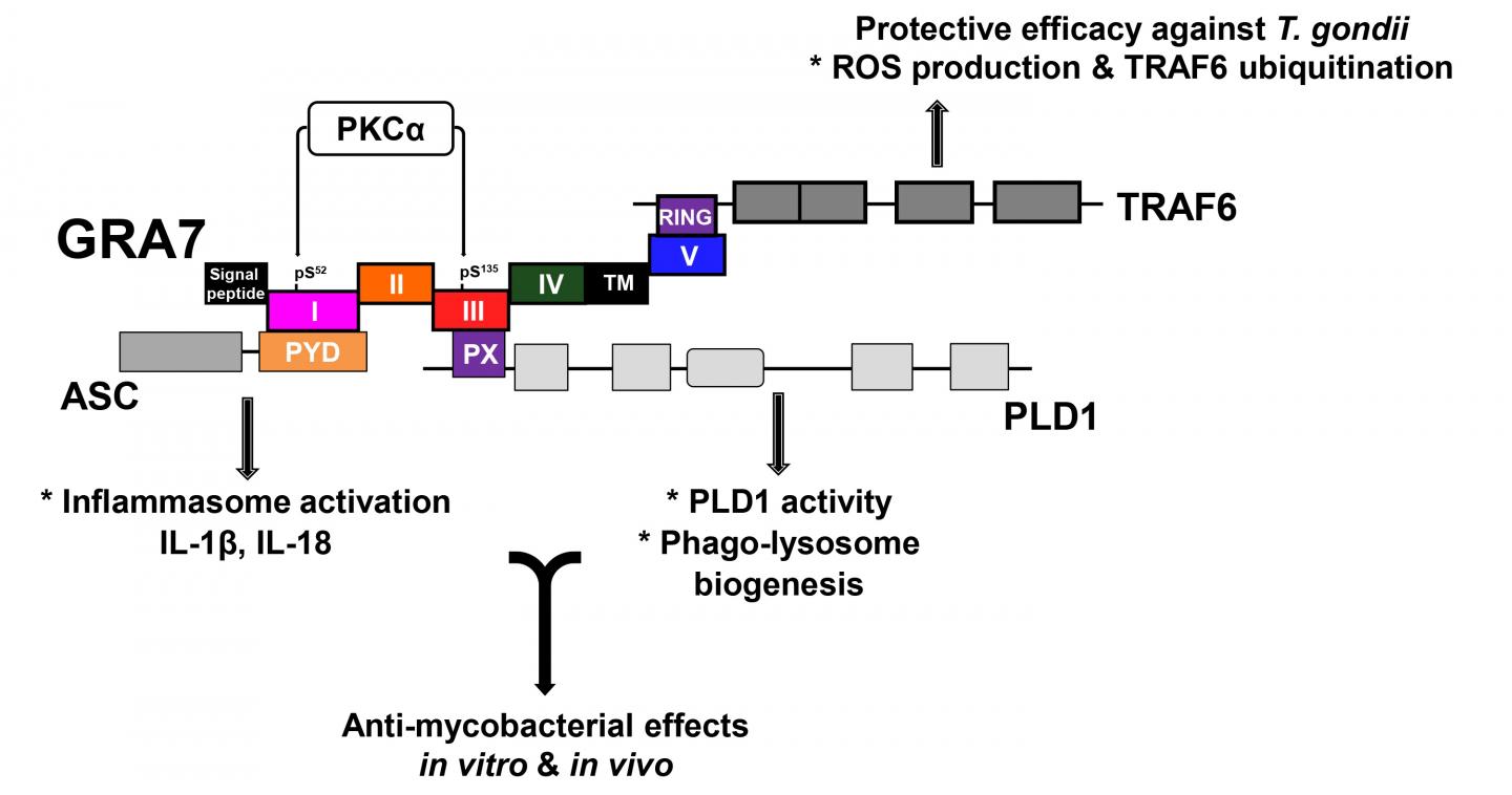 Parasite Protein Could Help Inform New Anti-Tuberculosis Strategies