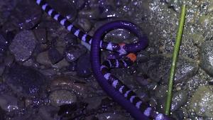 Two coral snakes competing over amphibian prey.