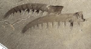 Anomalocaris canadensis appendages