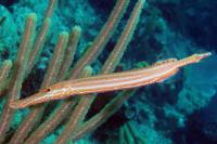 Genetic Studies Have Confirmed that Seahorses and Allies (Including Trumpetfish) are Related to Tuna