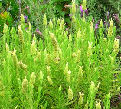 <i>Lavendula viridis</i>