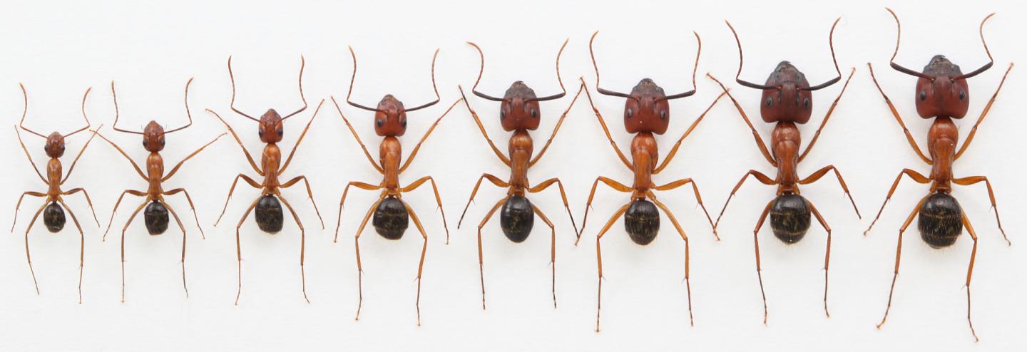 Playing with Size -- a Range of Florida Carpenter Ants