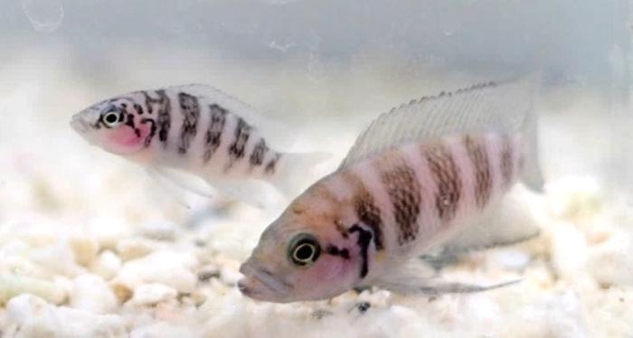 Helper (left) and dominant breeder/parent (right) of Neolamprologus savoryi