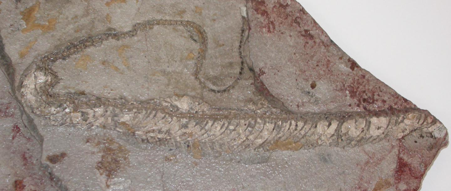 Fossil Snake