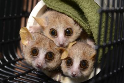 Mouse Lemurs